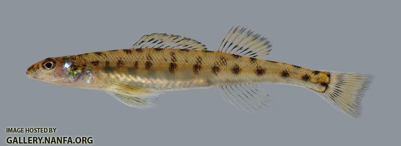 Ammocrypta vivax Scaly Sand Darter 1062