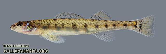 Ammocrypta vivax Scaly Sand Darter 964.2