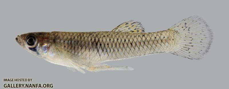 Gambusia affinis Western Mosquitofish  1218