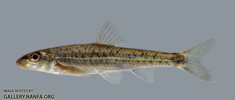 Erimystax x-punctatus Gravel Chub 1453