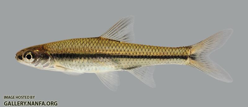 Opsopoeodus emiliae  Pugnose Minnow 363