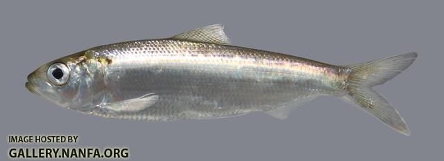 Alosa alabamae Alabama Shad 691
