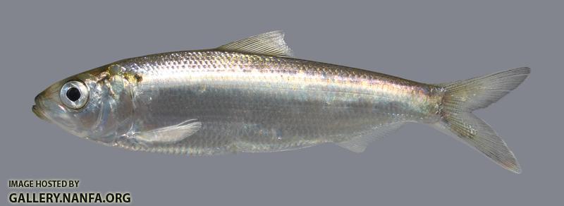 Alosa alabamae Alabama Shad 691