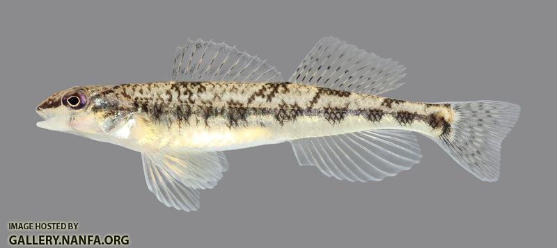 Percina vigil Saddleback Darter 1178