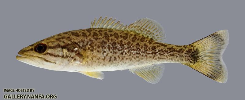 Micropterus dolomieu Smallmouth Bass 334.2500