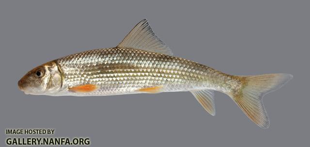 Moxostoma duquesnei Black Redhorse 877.2500