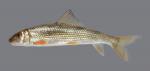 Moxostoma duquesnei Black Redhorse 877.2500