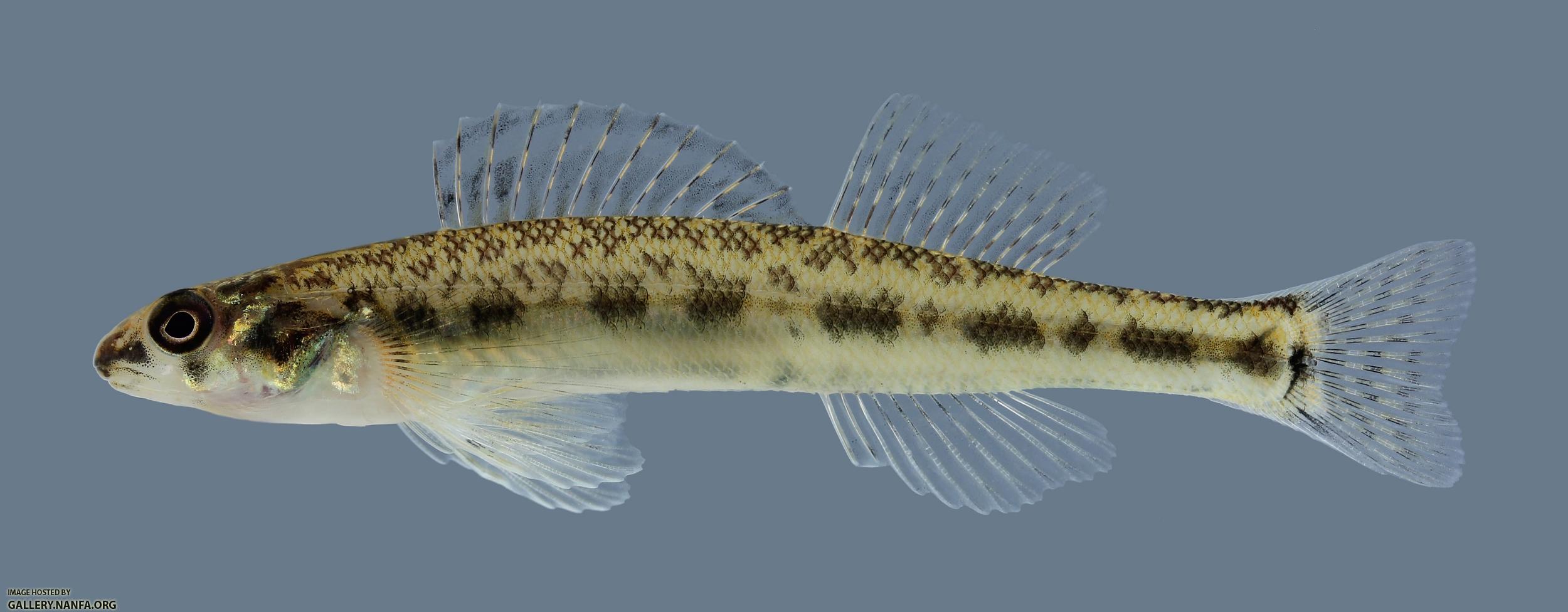 Percina copelandi Channel Darter 2163.2500