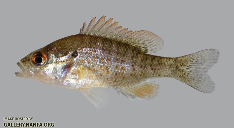 Lepomis humilis Orangespotted Sunfish 294.2500