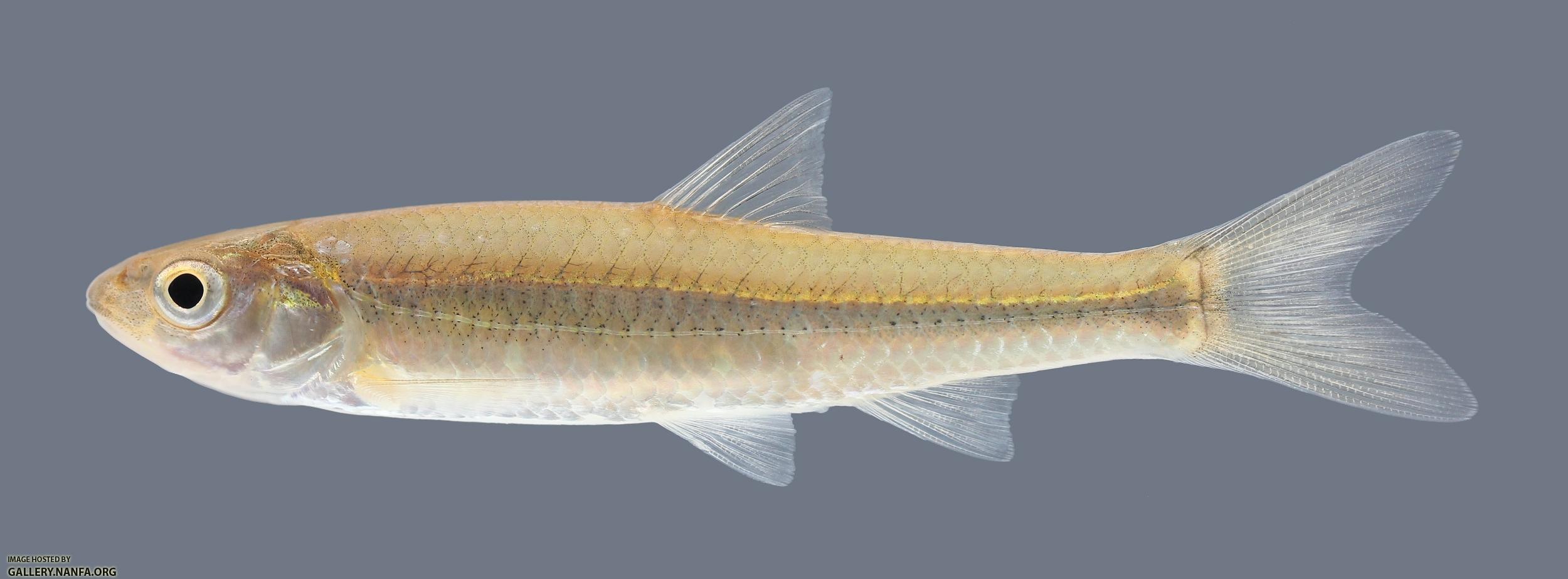 Notropis blennius River Shiner 1560.2500