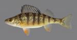 Perca flavescens Yellow Perch 109.2500