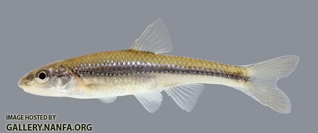 Notropis dorsalis Bigmouth Shiner 339.2500
