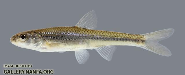 Notropis dorsalis Bigmouth Shiner 449.2500