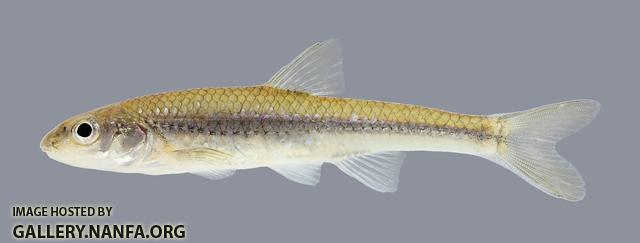 Notropis dorsalis Bigmouth Shiner 839.2500