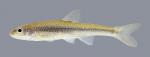 Notropis dorsalis Bigmouth Shiner 839.2500