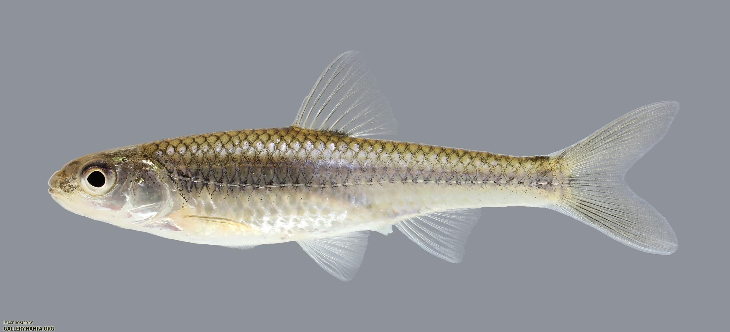 Notropis stramineus Sand Shiner 497.2500