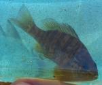 jersey pumpkinseed 4 rsz