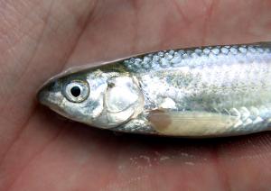 Western Silvery Minnow