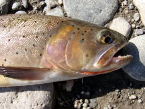 Yellowstone Cutthroat Trout