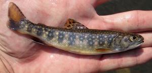 Brook Trout