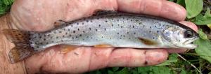Bonneville Cutthroat Trout