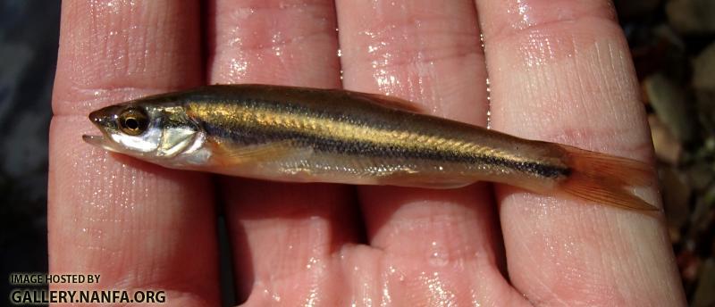 Hybrid Minnow