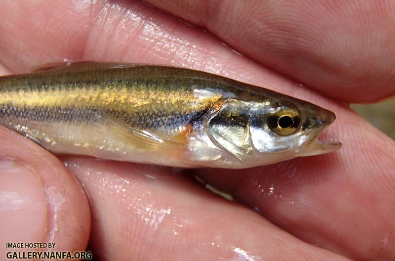 Hybrid Minnow