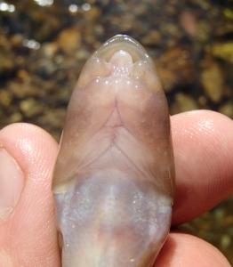 Cutlip Minnow