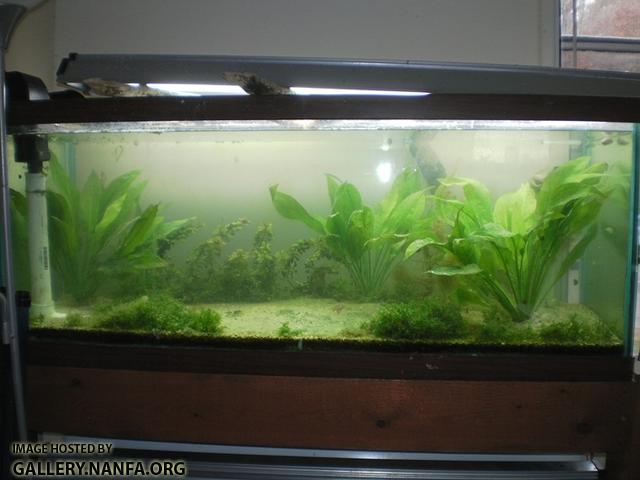 elassoma gilberti and dario dario tank small file size