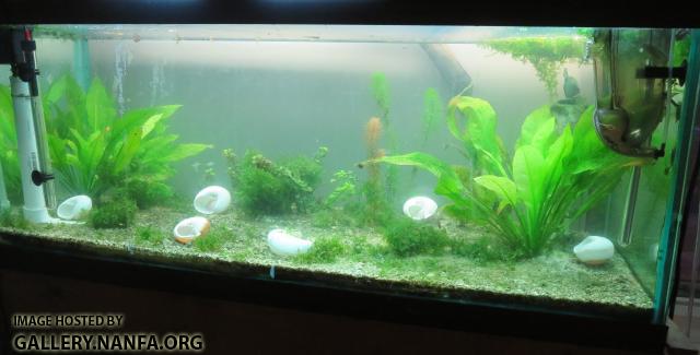 75 gallon elassoma gilberti and dario dario tank December 29 2013