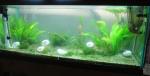 75 gallon elassoma gilberti and dario dario tank December 29 2013