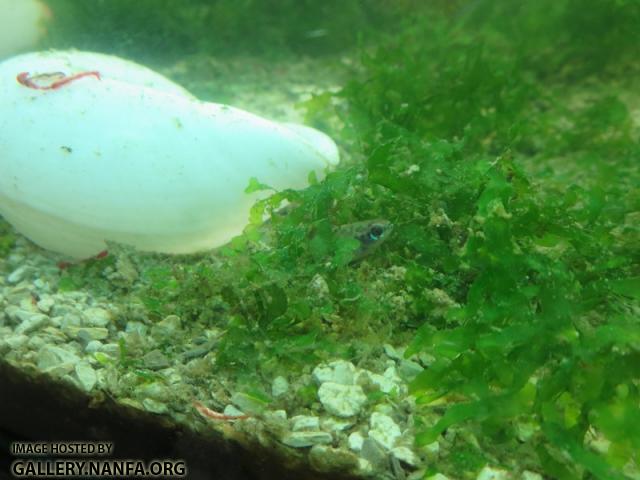 elassoma gilberti female from side full image resize 