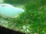 elassoma gilberti female from side full image resize 