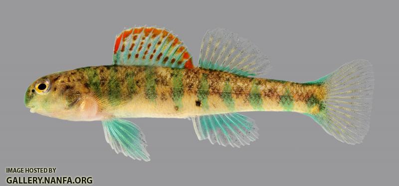 Etheostoma baileyi Emerald Darter 002-2500