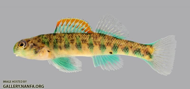 Etheostoma baileyi Emerald Darter 242-2500