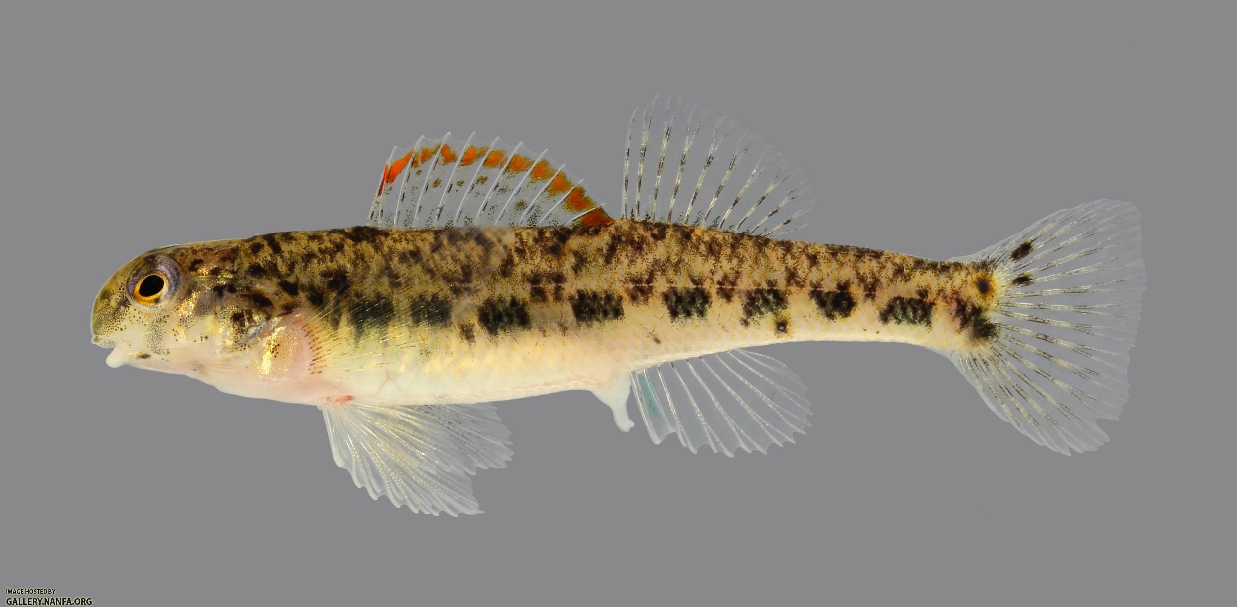 Etheostoma baileyi Emerald Darter 185-2500