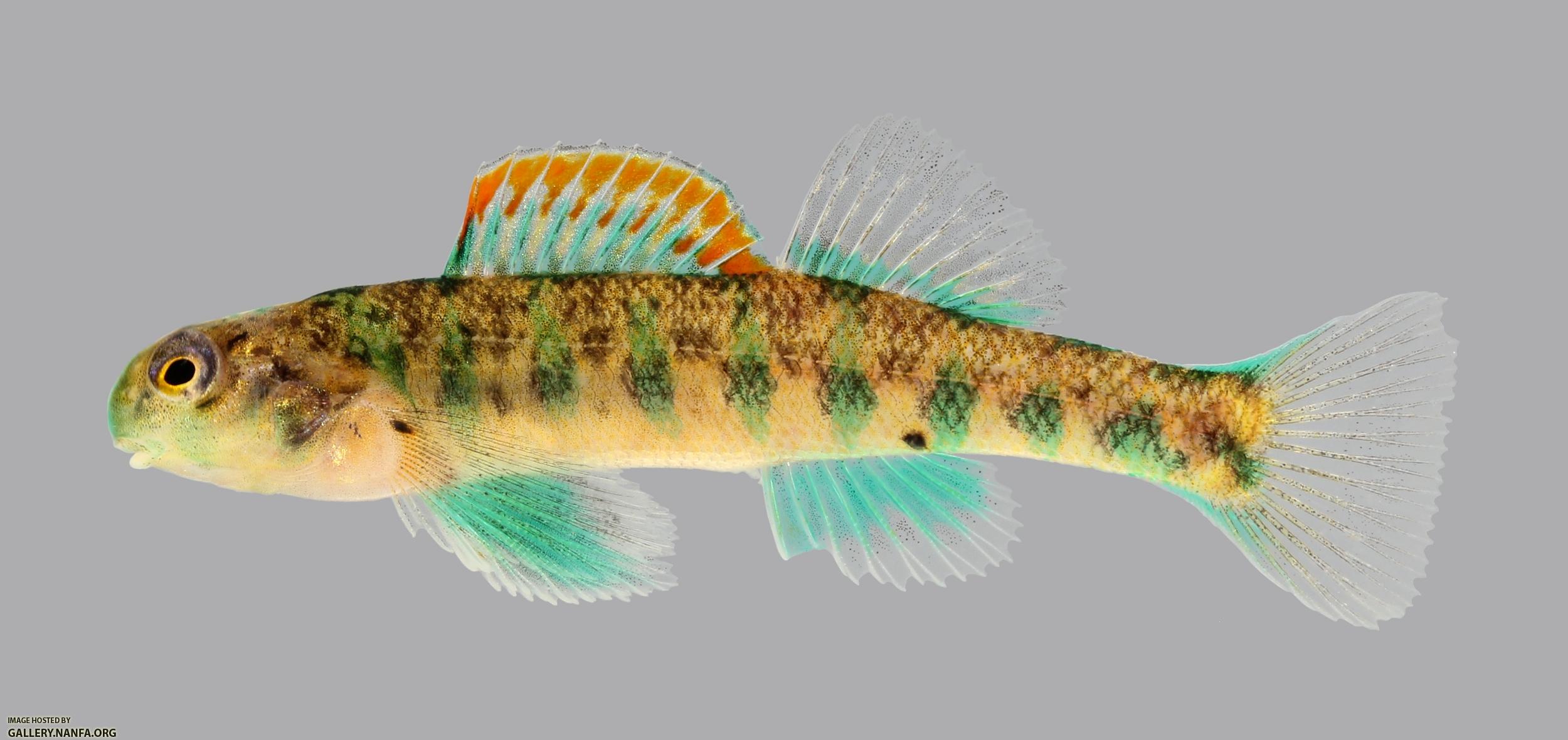 Etheostoma baileyi Emerald Darter 242-2500
