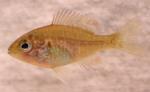 Lepomis peltastes juvenile1 by BZ