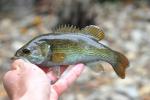 Micropterus coosae 6 by BZ