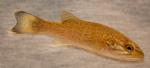 Micropterus dolomieu juvenile3 by BZ