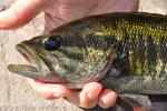 Micropterus notius 4 by JZ