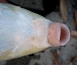 Moxostoma macrolepidotum female2 by BZ