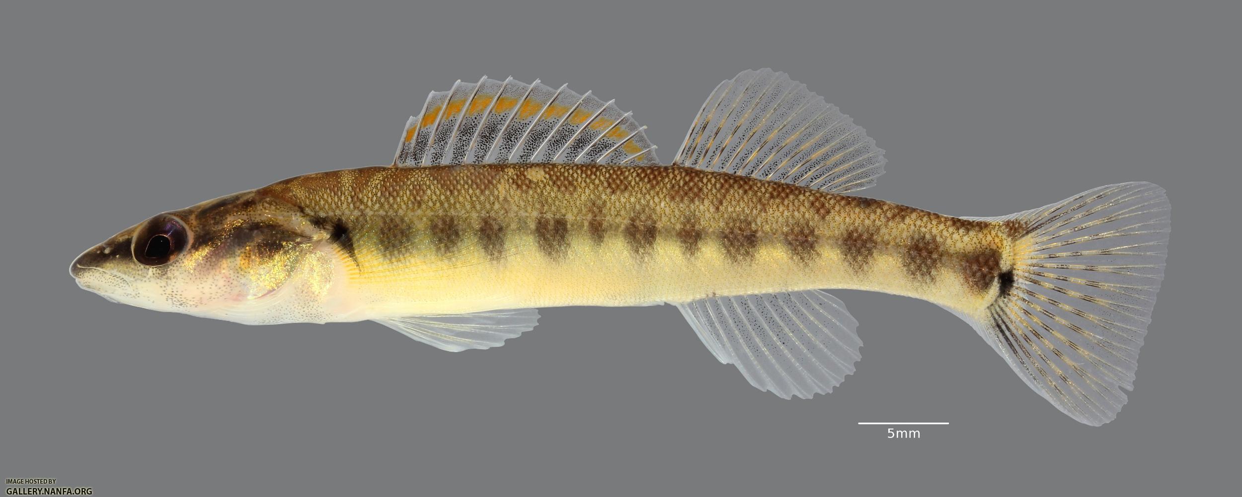 Percina phoxocephala Slenderhead Darter 179WS