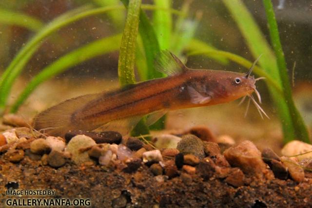 Noturus gyrinus1 by BZ