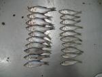 Morone chrysops x saxatilis right Morone chrysops left1 by BZ
