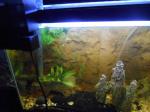 Fish I lost rsz