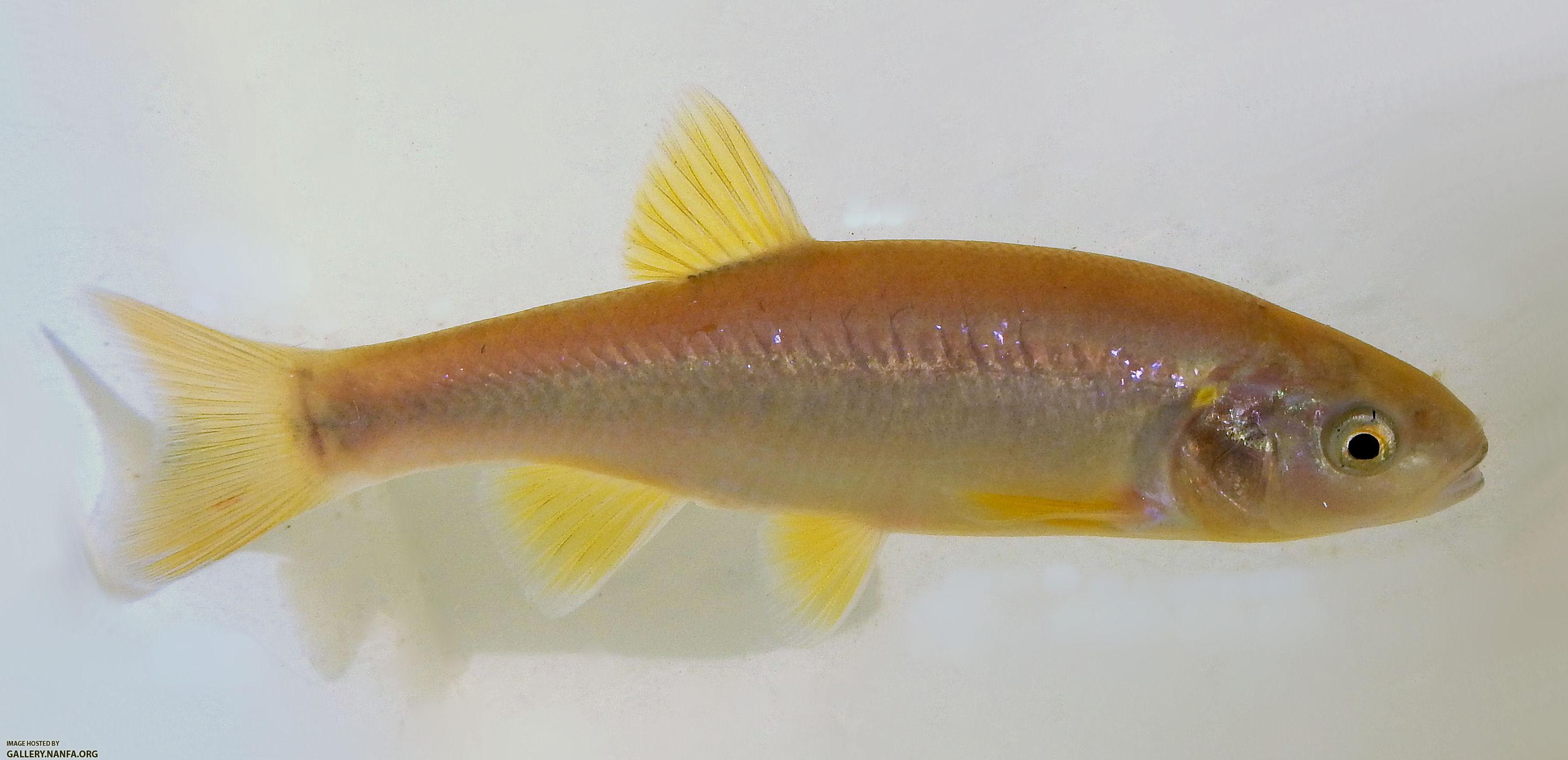 dixie chub female