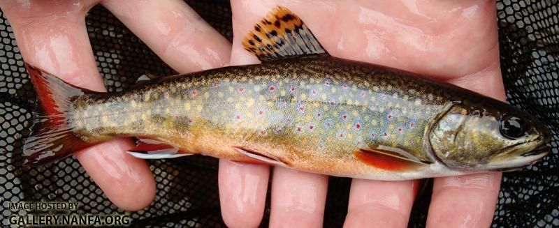Brook Trout
