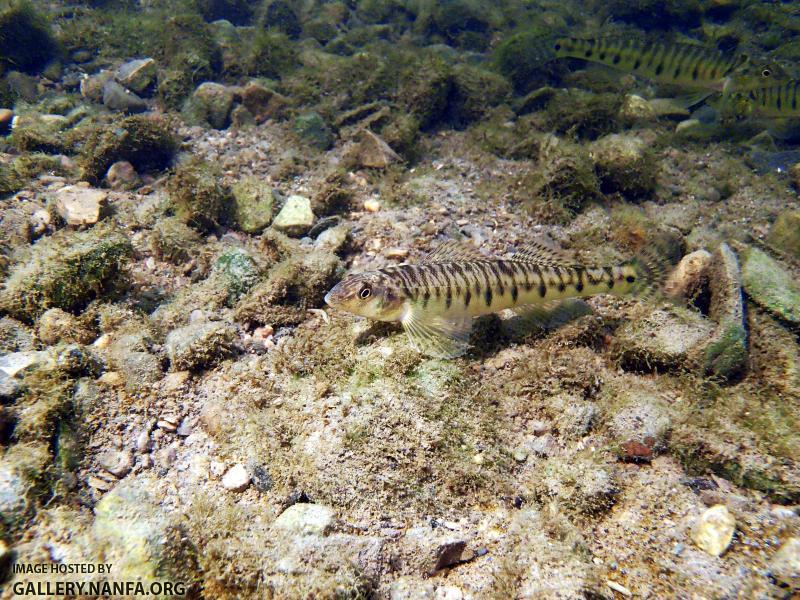 Northern Logperch