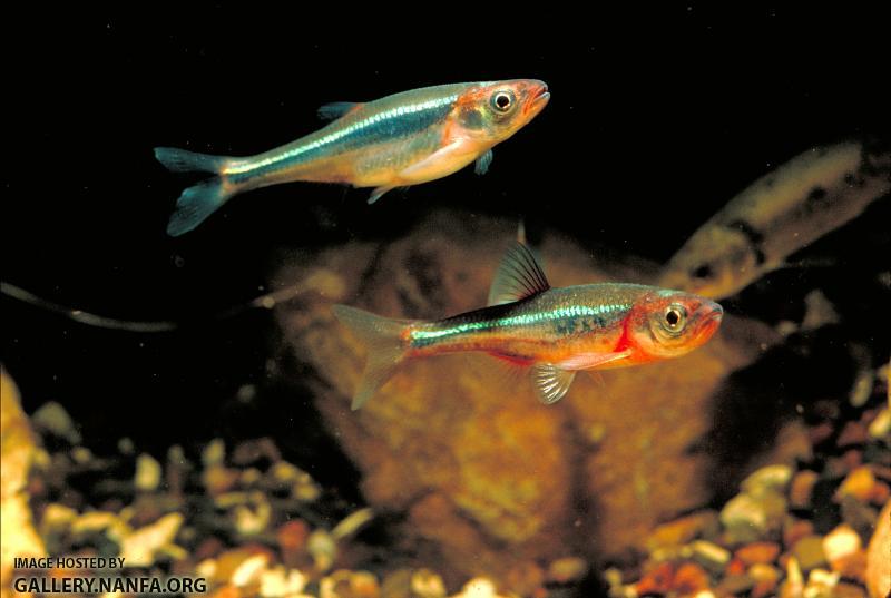 Carmine Shiner